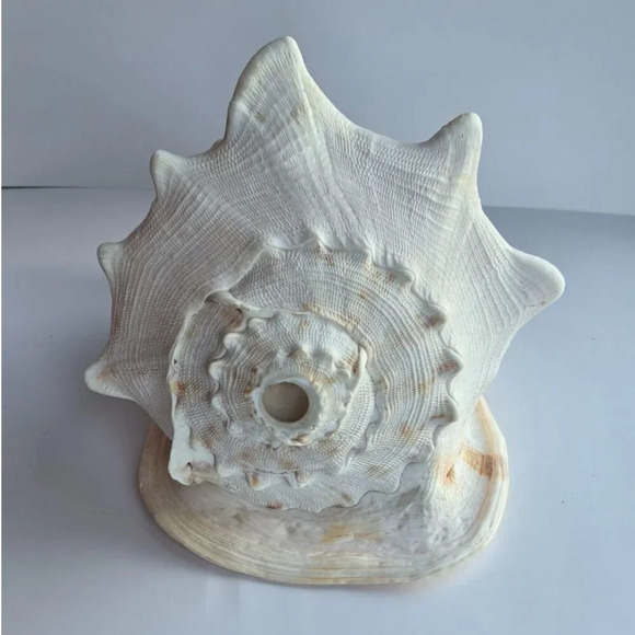Giant 9" Cassis cornuta helmet sea  shell. Collector home decor - Picture 5 of 6